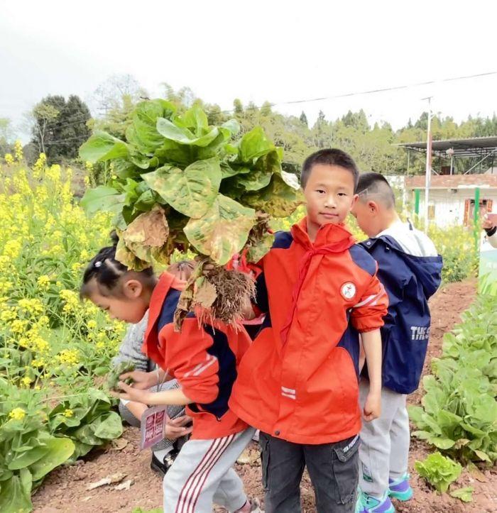 “耕” 读育人！成都东部新区石板凳街道联合先锋小学校开展劳动实践活动