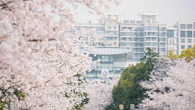 100门！30家国际顶尖大学同济，太值了！