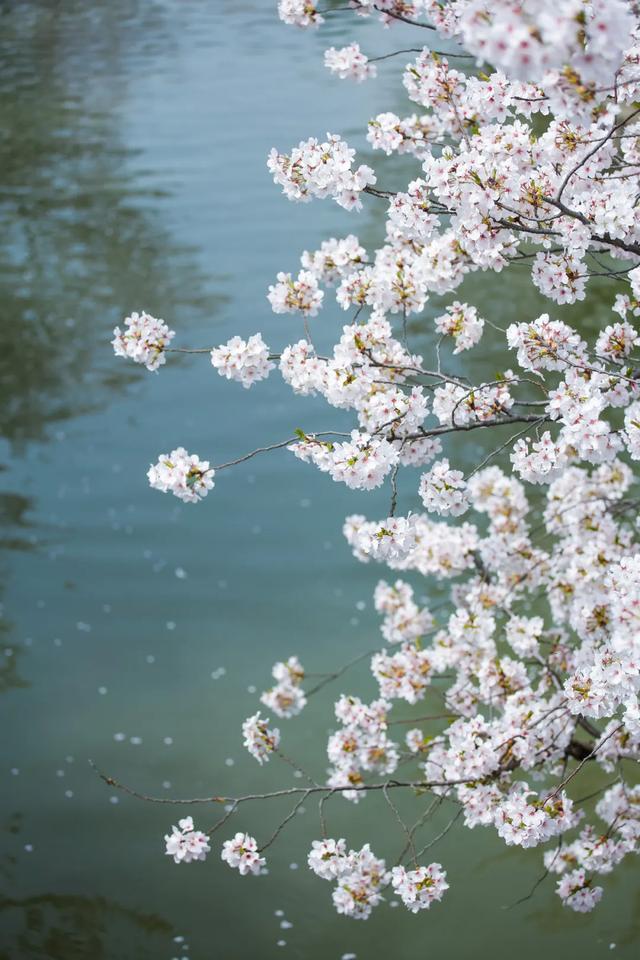 樱花节开幕！金山这片“花海秘境”免费开放！