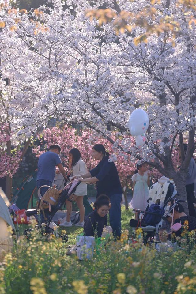 近17万游客！本周末顾村公园共享美到极致的樱花盛宴，你去了吗？