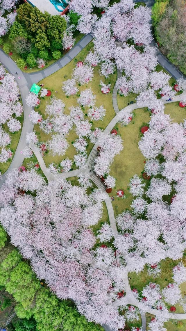 近17万游客！本周末顾村公园共享美到极致的樱花盛宴，你去了吗？