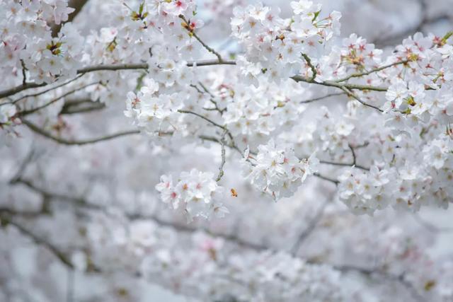 樱花节开幕！金山这片“花海秘境”免费开放！