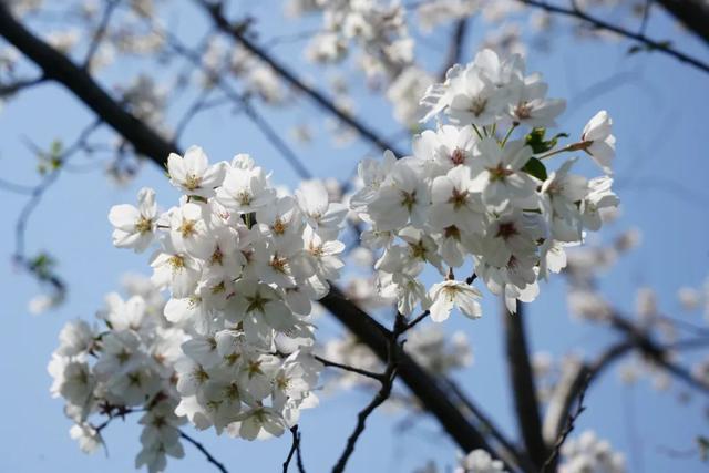 季节限定！高尔夫级别草坪+樱花，闵行这个公园太美啦~