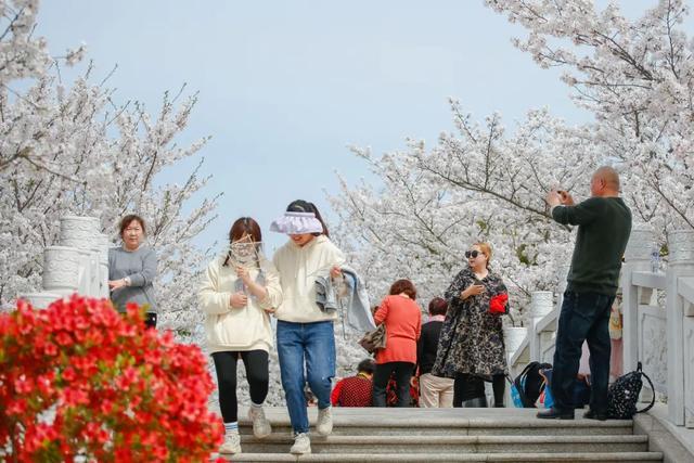 樱花节开幕！金山这片“花海秘境”免费开放！