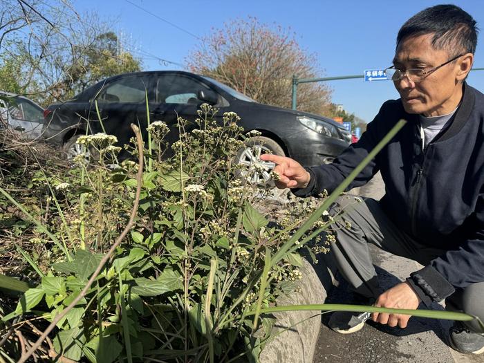 红星深度丨猎杀“外来入侵物种第一杀手”紫茎泽兰！一场“长江生态保卫战”的背后