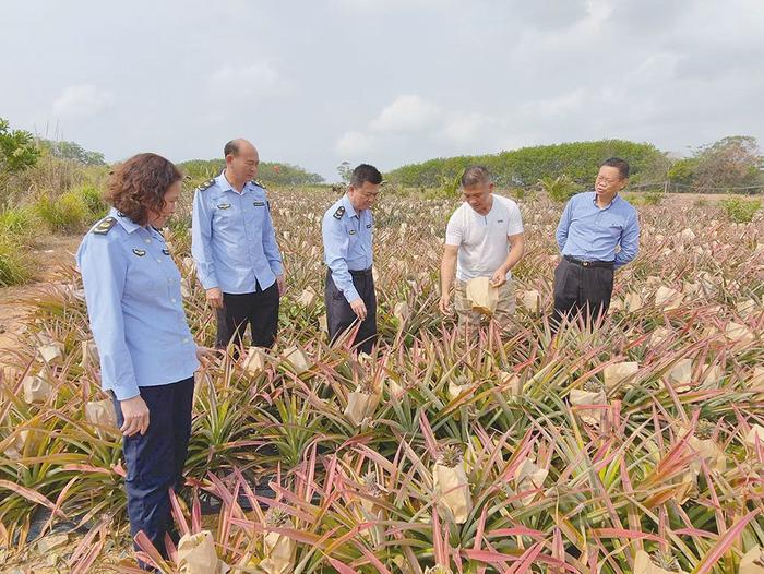 海南省乐东县市场监管局以农业标准化助力当地特色农产品黄金凤梨增产增收