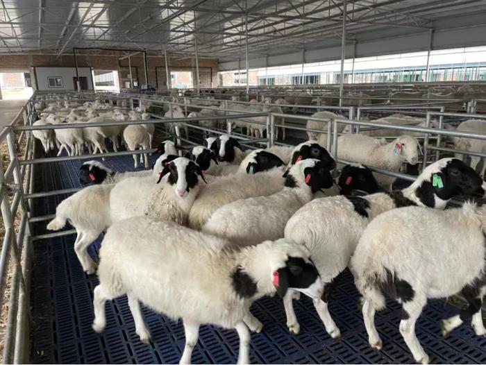 洪广镇：谋肉羊产业发展之路 绘群众致富新景