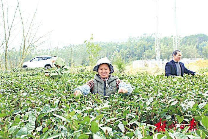 茶山美 茶芽嫩丨春分前后，梧州各地茶园陆续开采春茶