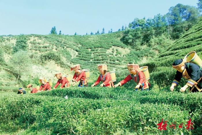 茶山美 茶芽嫩丨春分前后，梧州各地茶园陆续开采春茶