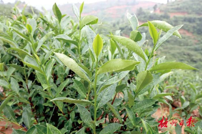 茶山美 茶芽嫩丨春分前后，梧州各地茶园陆续开采春茶