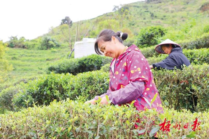 茶山美 茶芽嫩丨春分前后，梧州各地茶园陆续开采春茶