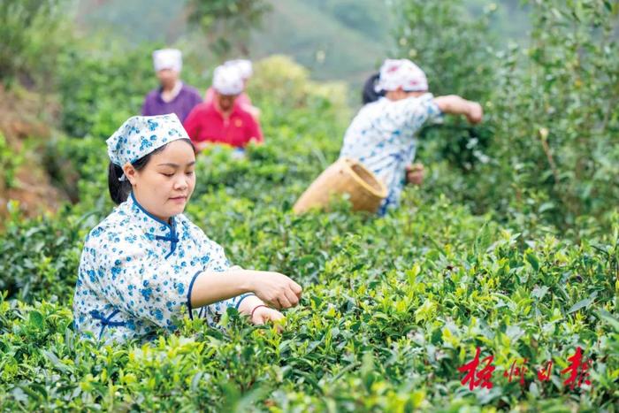 茶山美 茶芽嫩丨春分前后，梧州各地茶园陆续开采春茶