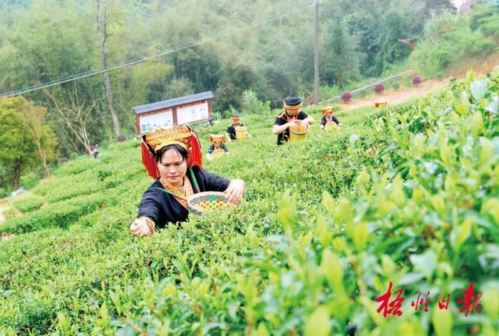 茶山美 茶芽嫩丨春分前后，梧州各地茶园陆续开采春茶