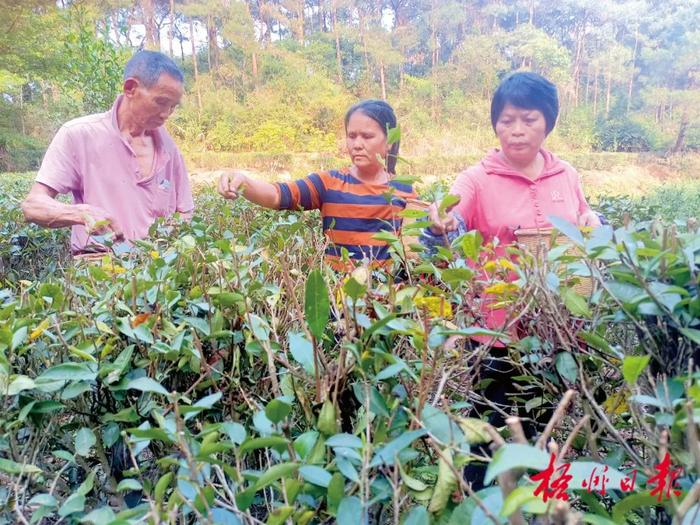 茶山美 茶芽嫩丨春分前后，梧州各地茶园陆续开采春茶