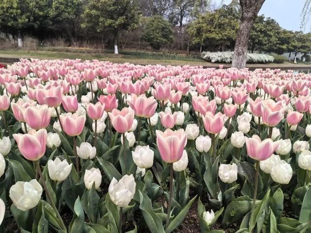 在郁金香花海中围炉煮茶，搭乘“开往春天的列车”看一路繁花