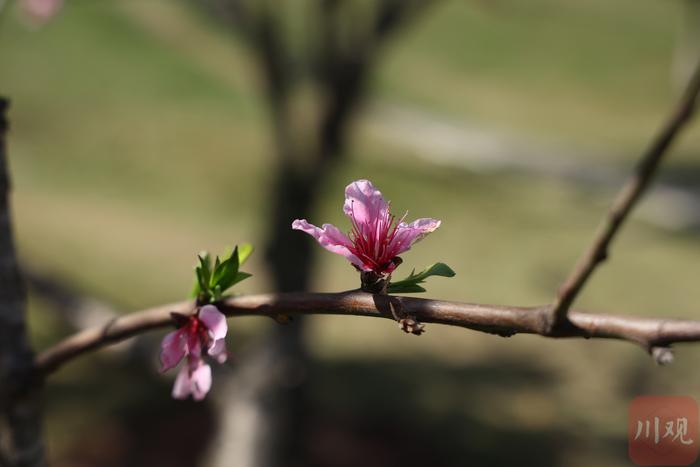 C视觉︱宜宾长宁：一树繁花满目春