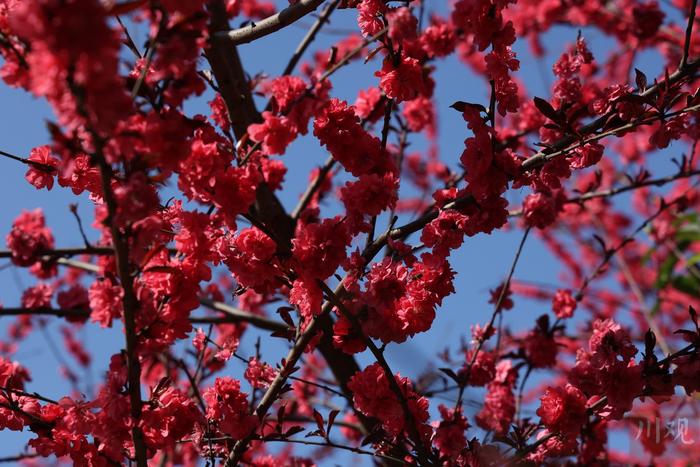 C视觉︱宜宾长宁：一树繁花满目春