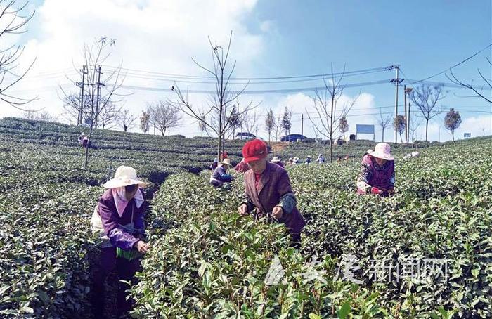 前期低温影响开采期推迟 市场价格略有下降茶香满园 54万亩春茶开采