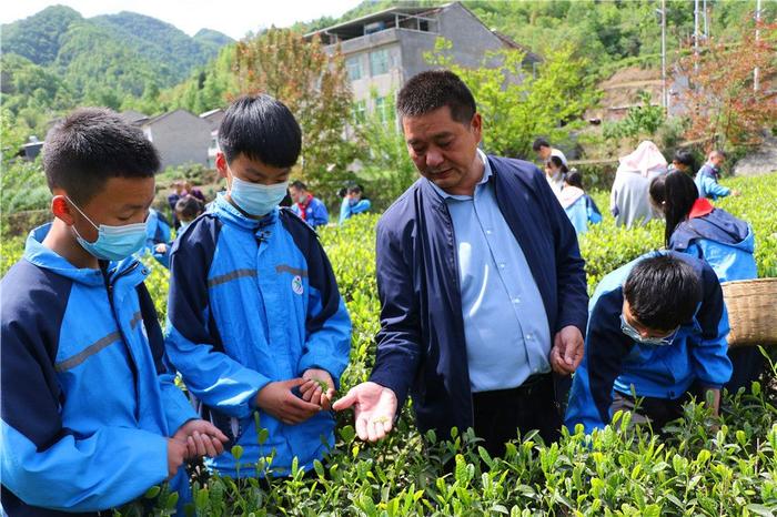 陕西安康“新农人”单林江：勇做领头雁 深耕茶文章