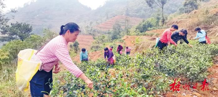 茶山美 茶芽嫩丨春分前后，梧州各地茶园陆续开采春茶