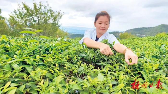 茶山美 茶芽嫩丨春分前后，梧州各地茶园陆续开采春茶