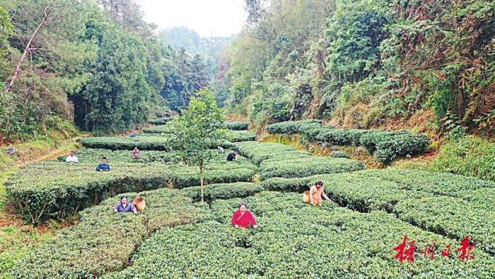 茶山美 茶芽嫩丨春分前后，梧州各地茶园陆续开采春茶