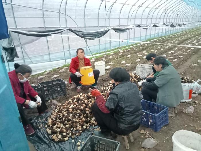 怀宁县石牌镇：提升产业融合发展  增加水库移民增收