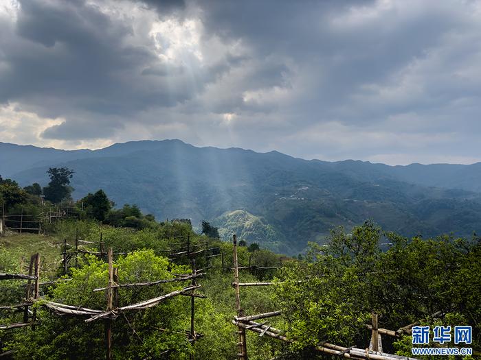 延时摄影看“丁达尔效应”下的临沧茶山