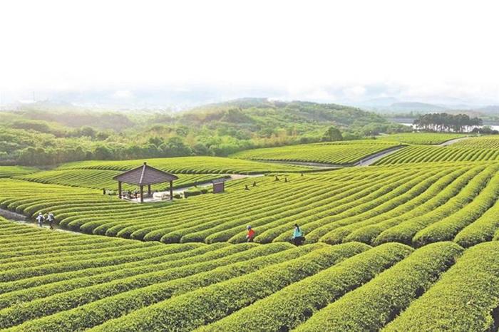 "芯"故事——宜兴保存2000多个茶树种质资源,杂交繁育地方茶叶新品