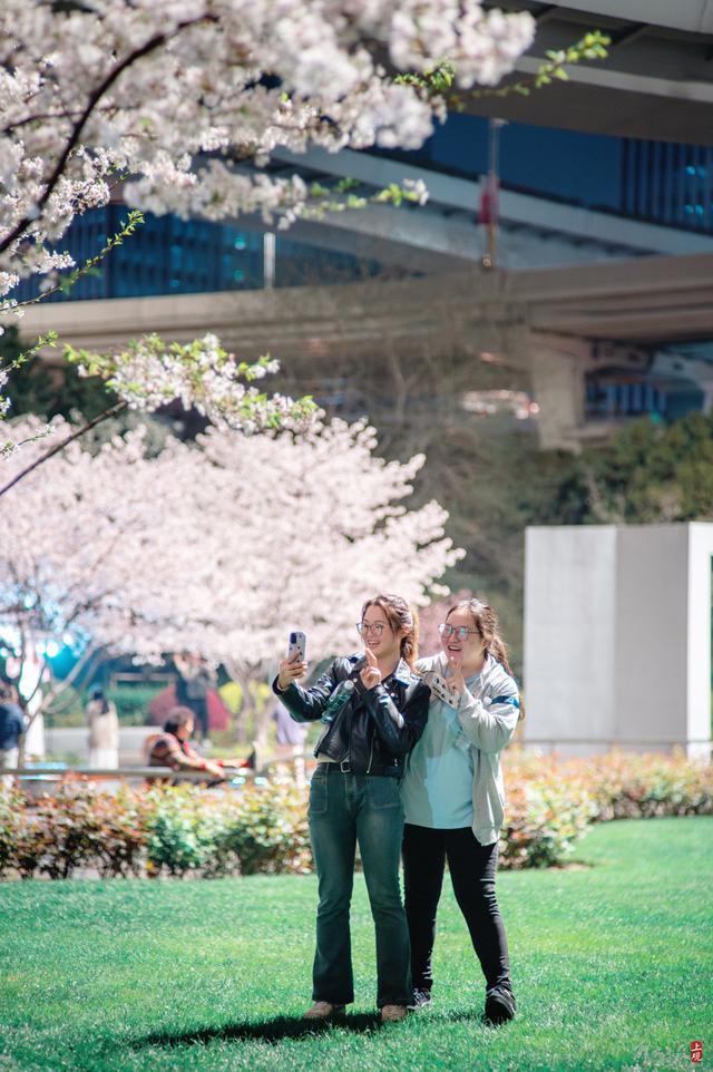 万花如海，夜如白昼！静安这座街心公园成为上海市区夜樱最佳观赏地