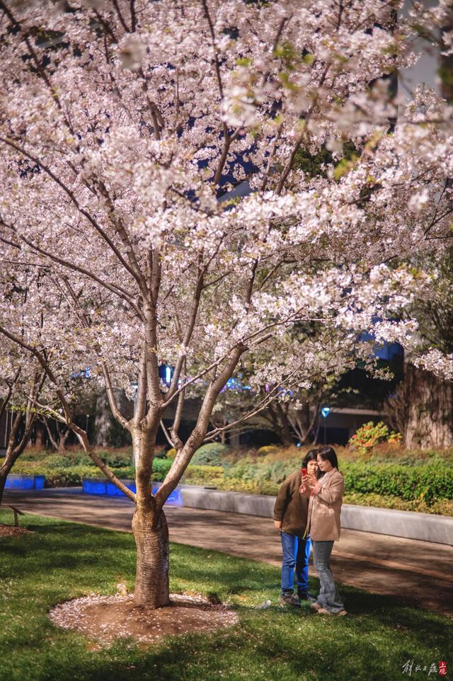 万花如海，夜如白昼！静安这座街心公园成为上海市区夜樱最佳观赏地