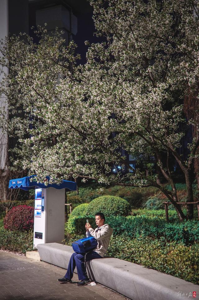 万花如海，夜如白昼！静安这座街心公园成为上海市区夜樱最佳观赏地