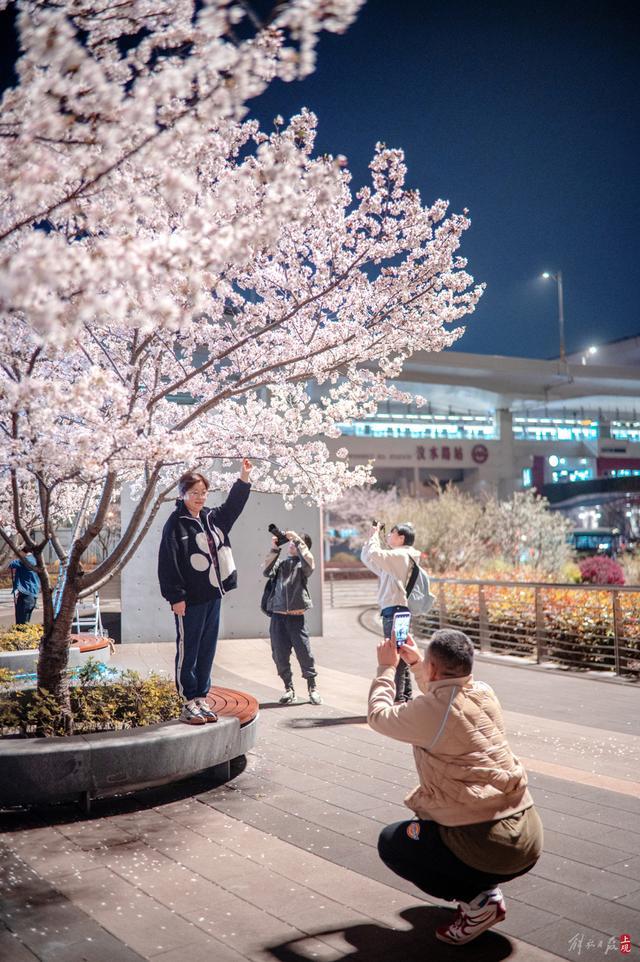 万花如海，夜如白昼！静安这座街心公园成为上海市区夜樱最佳观赏地