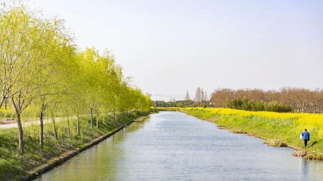 趟螺蛳、挖春笋、采艾草……来柘林邂逅春日的田间野趣