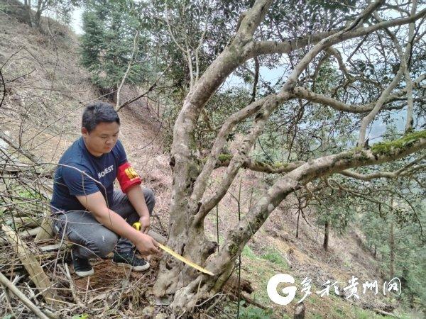 贵州雷山发现一株罕见千年古茶树