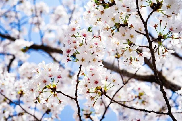 一路繁“花”！宝山这里的春日限定上线，错过再等一年