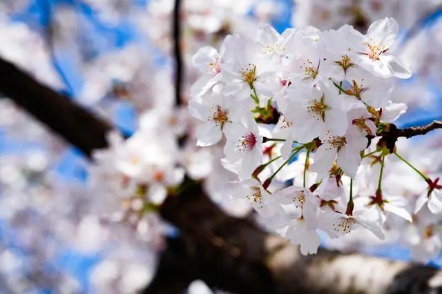 一路繁“花”！宝山这里的春日限定上线，错过再等一年