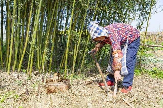 趟螺蛳、挖春笋、采艾草……来柘林邂逅春日的田间野趣