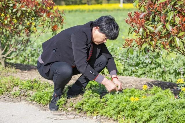 趟螺蛳、挖春笋、采艾草……来柘林邂逅春日的田间野趣