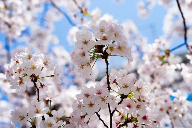 一路繁“花”！宝山这里的春日限定上线，错过再等一年