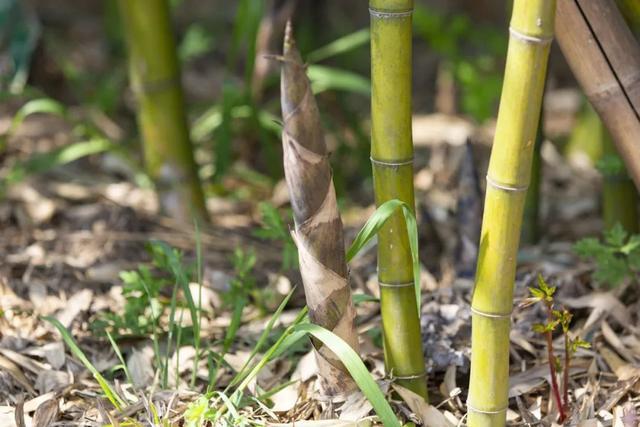 趟螺蛳、挖春笋、采艾草……来柘林邂逅春日的田间野趣