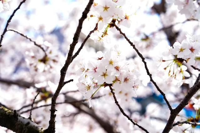 一路繁“花”！宝山这里的春日限定上线，错过再等一年