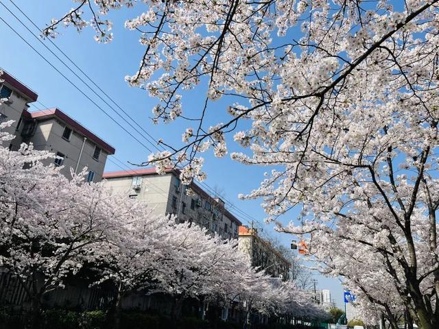 一路繁“花”！宝山这里的春日限定上线，错过再等一年