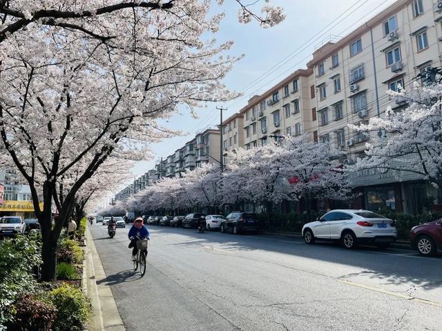 一路繁“花”！宝山这里的春日限定上线，错过再等一年