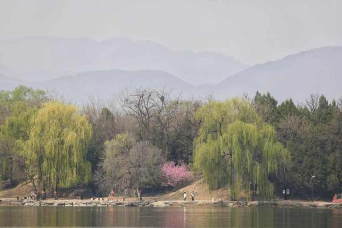 圆明园第二十九届踏青节开幕，园方推出2条春日踏青赏花路线