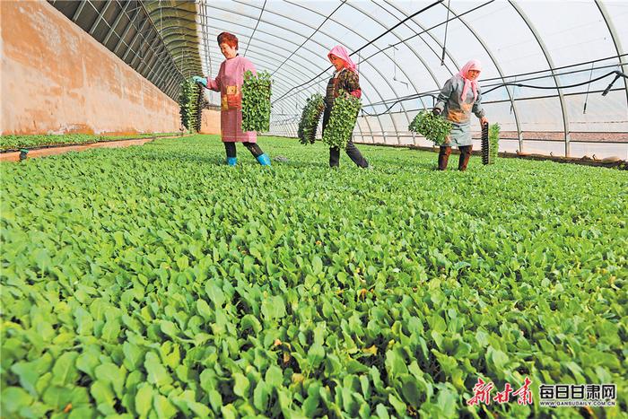 【图片新闻】临泽县沙河镇菜农们正在进行果蔬管护、移栽