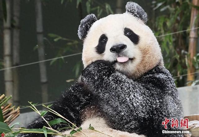旅韩大熊猫“福宝”离开韩国京畿道龙仁市爱宝乐园，启程返回中国