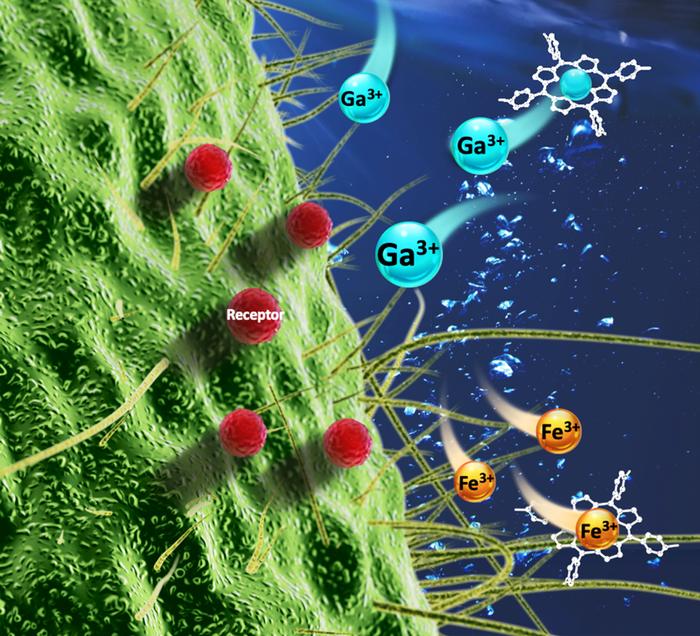 抗菌药物的“隐形军刀”|吉林大学董彪和王林团队在抗菌策略研发方面取得新进展