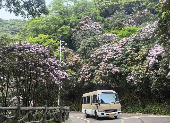 惊艳！梧桐山毛棉杜鹃花开出极致之美