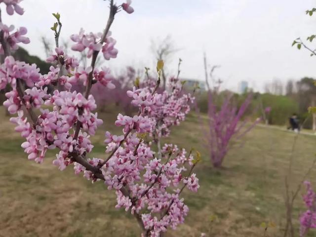 4月的安亭新镇，不止有樱花林……